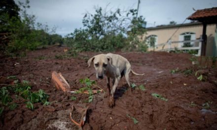 Animais debilitados são sacrificados após rompimento da barragem de Brumadinho