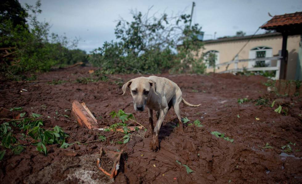 Animais debilitados são sacrificados após rompimento da barragem de Brumadinho