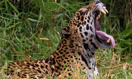 Caatinga tem 182 animais ameaçados; no país, quase 10% dos monitorados estão sob risco de extinção